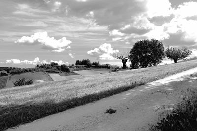 Scenic view of agricultural field against sky