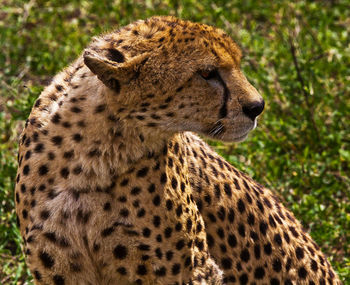 Close-up of a cat looking away