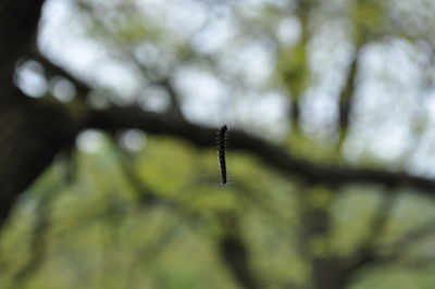 Close-up of insect on tree against sky