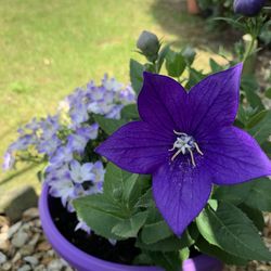 Close-up of purple flower in pot