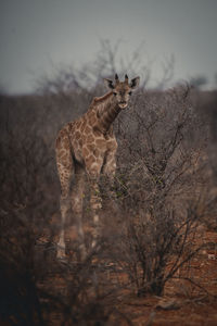 View of dead tree on field against sky