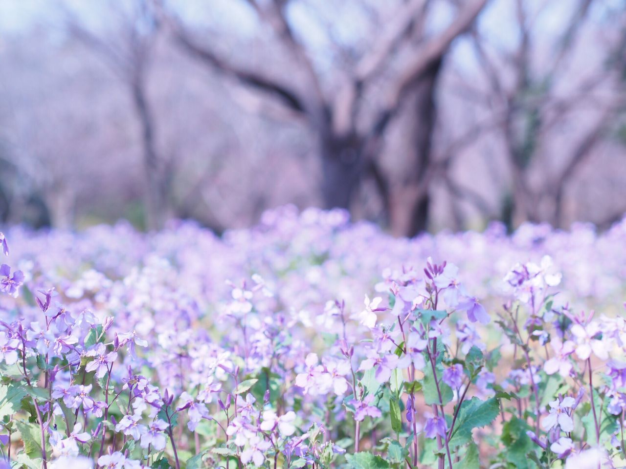 flower, freshness, fragility, growth, beauty in nature, nature, purple, blooming, plant, in bloom, petal, blossom, focus on foreground, field, springtime, close-up, tranquility, flower head, outdoors, tree