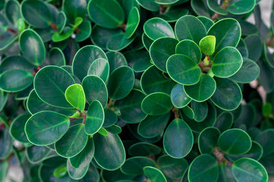 High angle view of plant