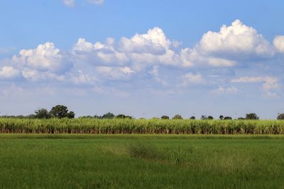 Scenic view of agricultural field against sky