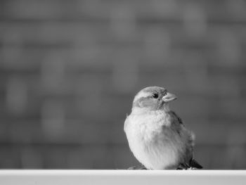 Close-up of bird perching outdoors