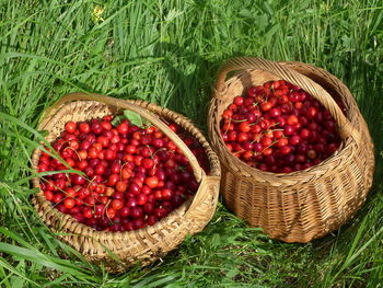 High angle view of strawberries in basket on field