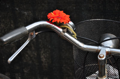 High angle view of flowering plants in basket