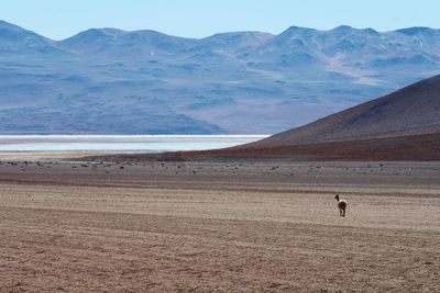 Scenic view of desert against sky