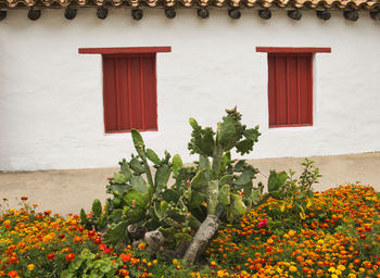 Red flowering plant against building