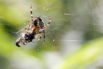 Close-up of spider on web