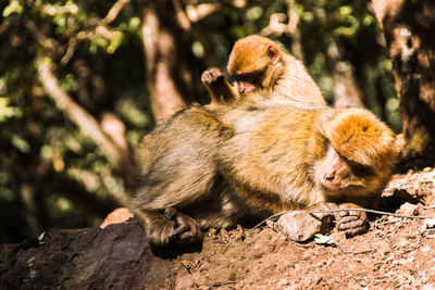 Close-up of monkeys relaxing at zoo