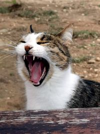 Close-up of a cat yawning