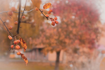 Close-up of rust-coloured berries tree