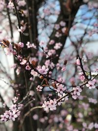 Close-up of cherry blossoms in spring