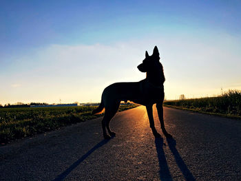 Silhouette dog standing on road against sky during sunset