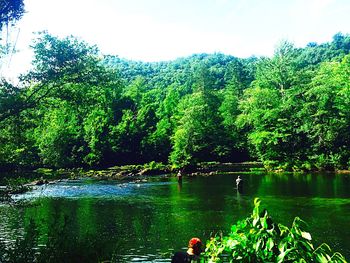 Reflection of trees in lake