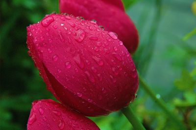 Close-up of wet red flower
