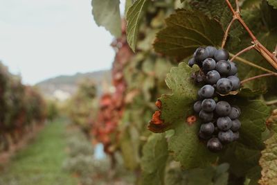 Close-up of grapes growing in vineyard