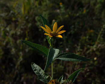 Close-up of yellow flowering plant