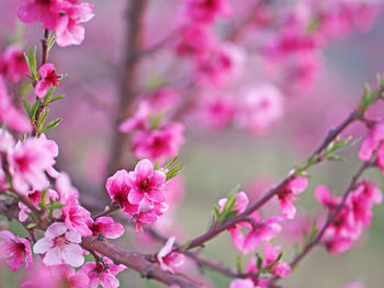 Close-up of pink cherry blossom