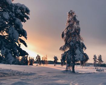 Trees on snow covered field against sky during sunset