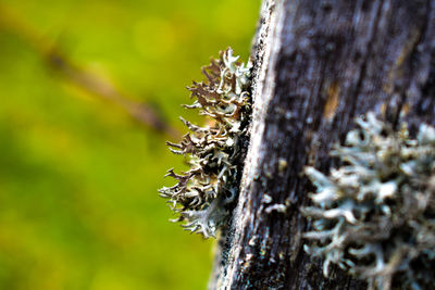 Close-up of lichen on tree trunk