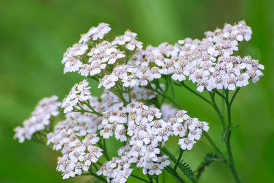 Close-up of white flowering plant