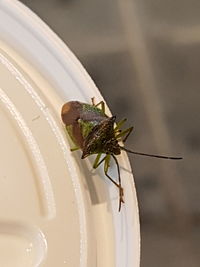 Close-up of insect on leaf