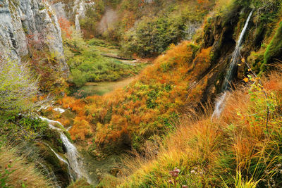 View of stream flowing through forest
