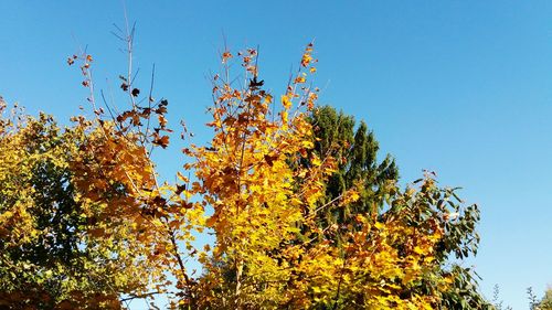 Low angle view of flower tree against clear blue sky