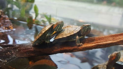 Close-up of turtle in water