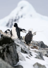 Birds on mountain during winter