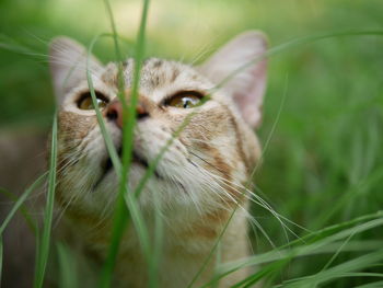 Close-up of cat on field