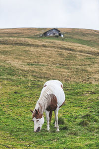 Horse grazes in meadow of bergamo alps in northern italy