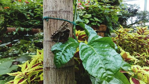 Close-up of ivy growing on tree