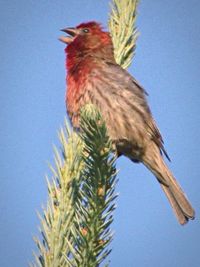 Low angle view of birds against clear blue sky