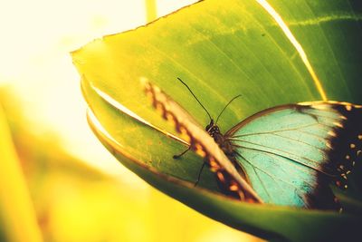 Close-up of butterfly