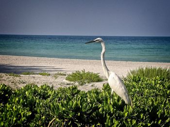 View of a bird on beach