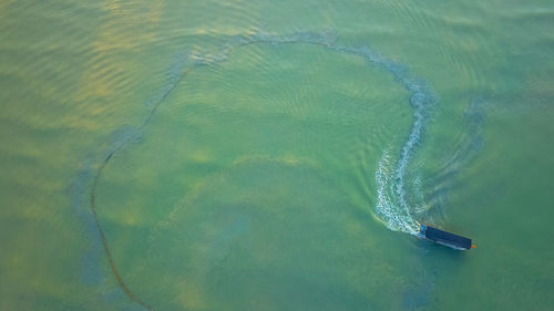 High angle view of jellyfish swimming in sea