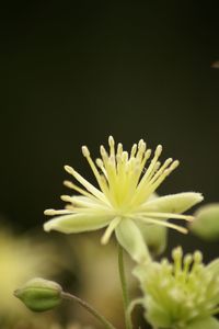 Close-up of flowers