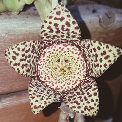 High angle view of flowers on table