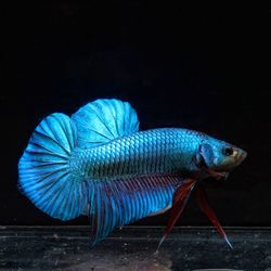 Close-up of fish swimming in sea