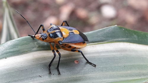 Close-up of butterfly perching on leaf