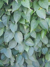 Full frame shot of green leaves