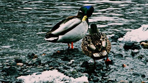 Bird in lake