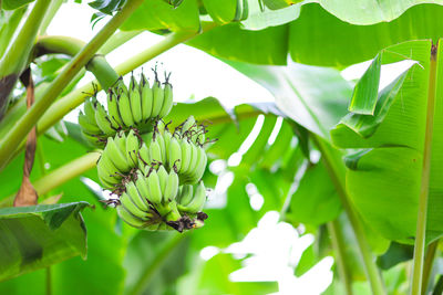 Low angle view of banana tree