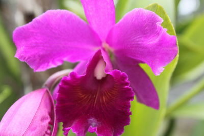 Close-up of flower blooming outdoors