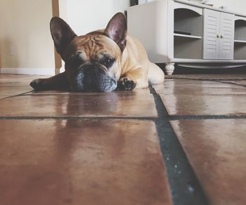 Close-up of dog relaxing on hardwood floor