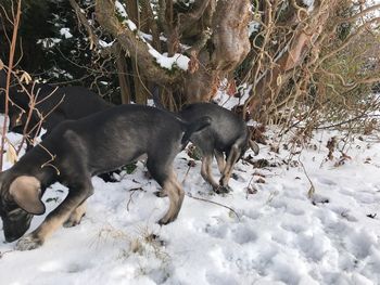 View of dog on snow covered land