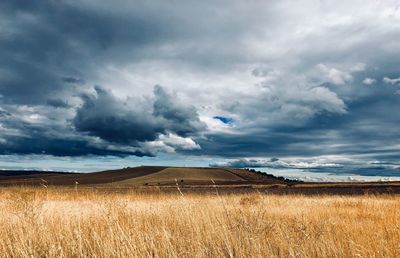 Scenic view of field against sky